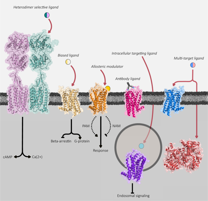 Illuminating the Path to Target GPCR Structures and Functions