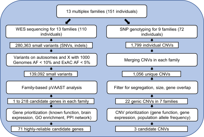 Cureus, Whole-Exome Sequencing Identified a Novel DYRK1A Variant in a  Patient With Intellectual Developmental Disorder, Autosomal Dominant 7