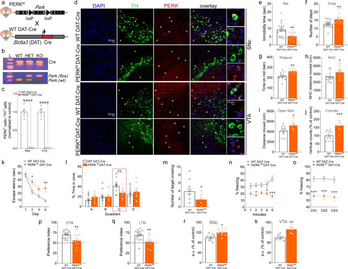 Cell-type-specific disruption of perk-eif2α signaling in dopaminergic neurons alters motor and cognitive function