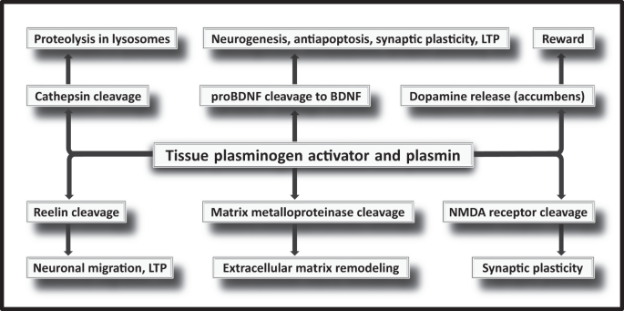 Mechanisms Affecting Brain Remodeling In Depression Do All Roads Lead To Impaired Fibrinolysis Molecular Psychiatry