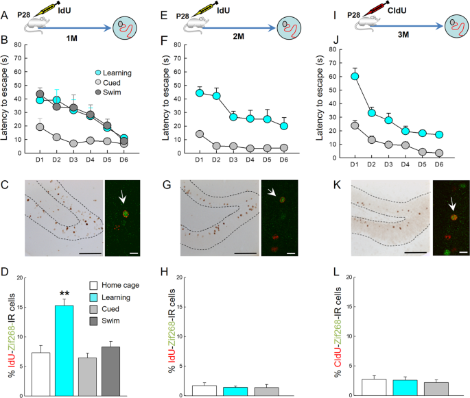 The Temporal Origin Of Dentate Granule Neurons Dictates Their Role In Spatial Memory Molecular Psychiatry