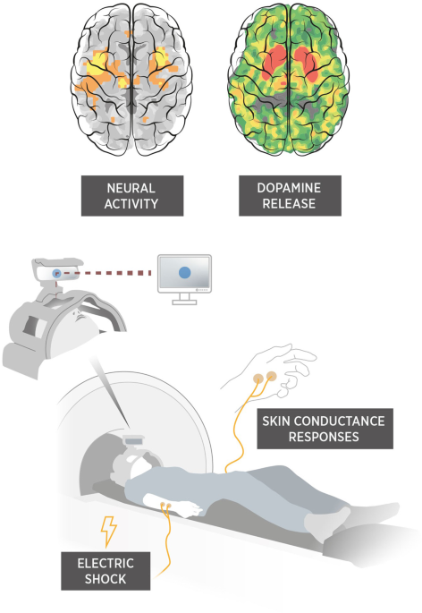 Dopamine and fear memory formation in the human amygdala | Molecular  Psychiatry