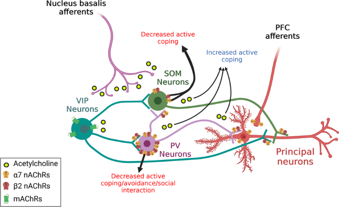 Effect of ACh on nMM in auditory midbrain and cortex. ACh