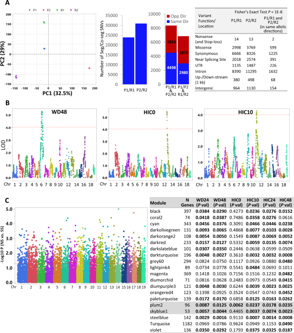 Genetic and genomic signatures in ethanol withdrawal seizure-prone and seizure-resistant mice implicate genes involved in epilepsy and neuronal excitability | Molecular Psychiatry