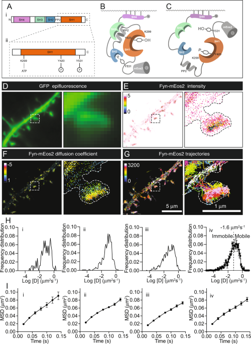 Fyn nanoclustering requires switching to an open conformation and is enhanced by ftld-tau biomolecular condensates