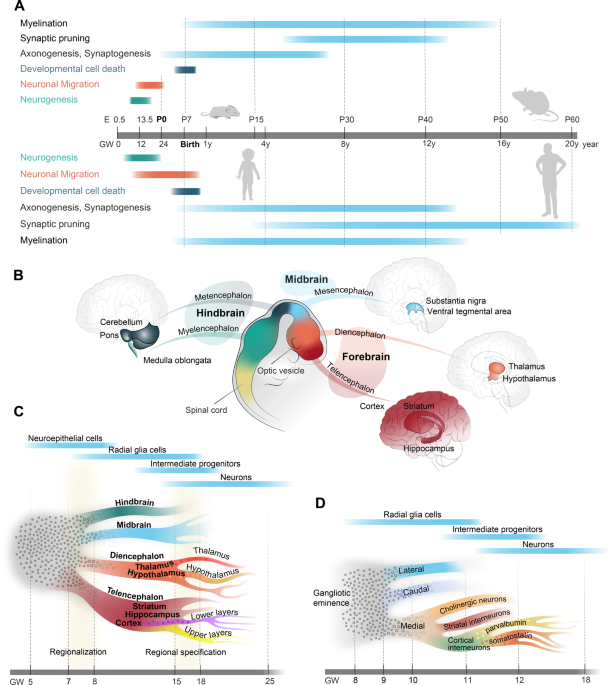 Hiding in Plain Sight: Functional Neurological Disorders in the News