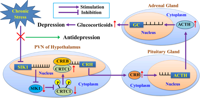Salt-inducible kinase 1-CREB-regulated transcription coactivator 1  signalling in the paraventricular nucleus of the hypothalamus plays a role  in depression by regulating the hypothalamic–pituitary–adrenal axis |  Molecular Psychiatry