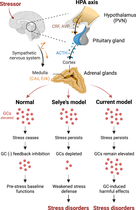 Neurocognitive effects of stress: a metaparadigm perspective | Molecular  Psychiatry