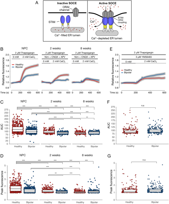 Bipolar disorder-iPSC derived neural progenitor cells exhibit ... - Nature.com
