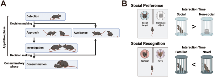 Frontiers Decision Making as a Learned Skill in Mice and Humans