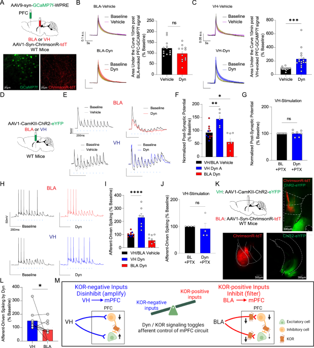 Dynorphin / kappa-opioid receptor regulation of excitation-inhibition  balance toggles afferent control of prefrontal cortical circuits in a  pathway-specific manner | Molecular Psychiatry