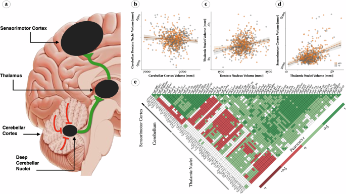 Multimodal evidence for cerebellar influence on cortical development in ...