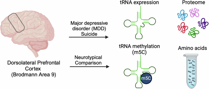 Altered tRNA expression profile associated with codon-specific ...