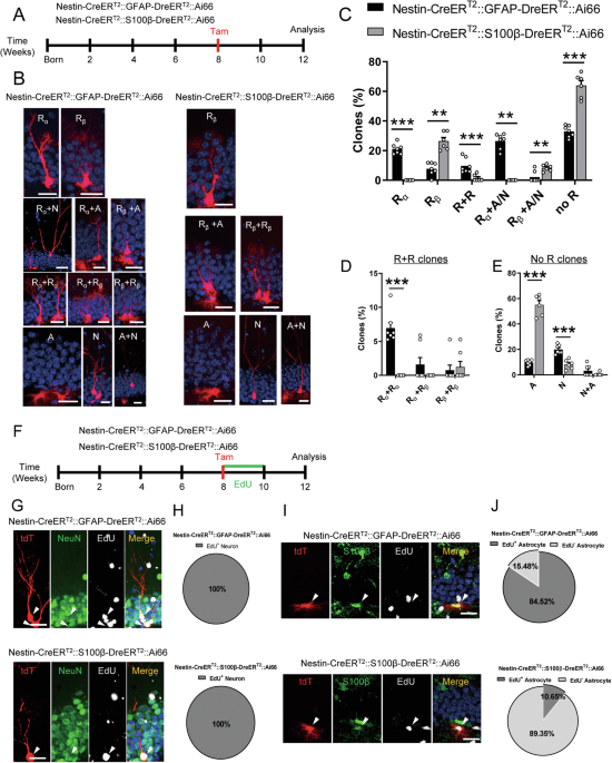 Dual recombinase-mediated intersectional genetics defines the functional heterogeneity of neural stem cells in adult hippocampus