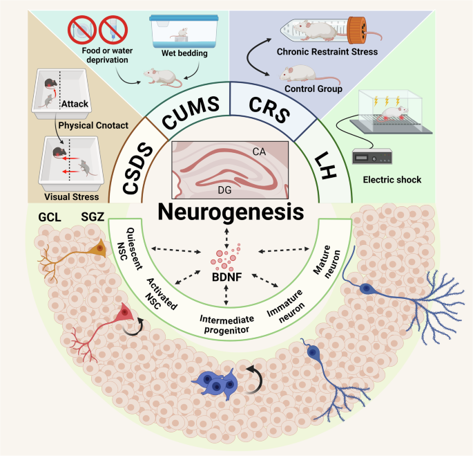 dihexa promotes neurogenesis Implications of neurogenesis in depression through BDNF: rodent models,  regulatory pathways, gut microbiota, and potential therapy