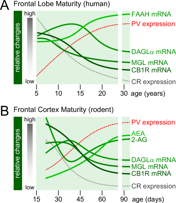 Cannabinoid CB1 receptor-sensitive neurodevelopmental processes and  trajectories | Molecular Psychiatry