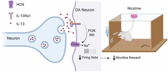 one way tobacco and cellular Interleukin 13 signaling modulates dopaminergic functions and nicotine  reward in rodents