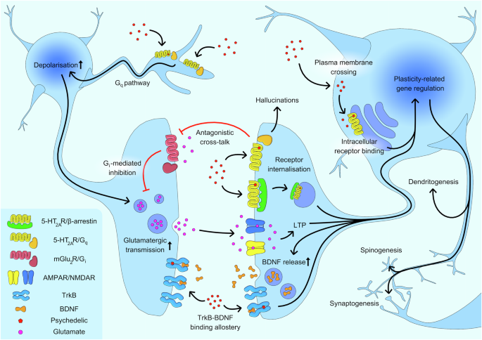 The Role of 5-HT2A Receptor in Psychedelic-Induced Neuroplasticity and Depression Treatment