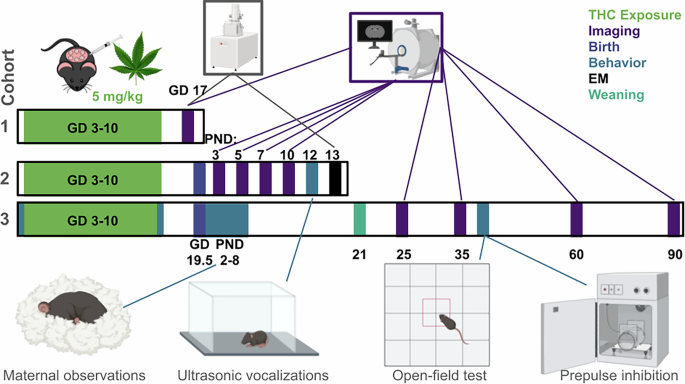 Vplyv prenatálnej expozície THC na vývoj mozgu myší: MRI štúdia od plodu po dospelosť