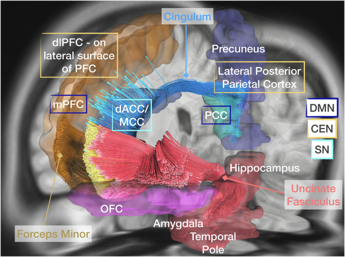 The promise of infant MRI in psychiatry: toward a framework for neural  network measures in early emotional and behavioral risk identification and  new intervention targets | Molecular Psychiatry