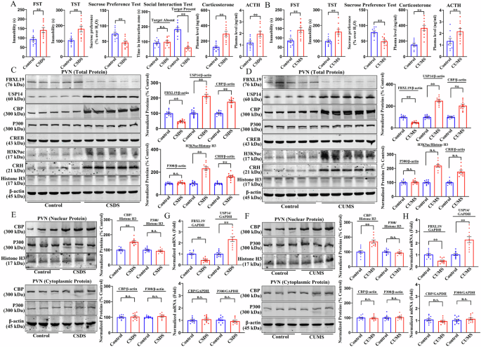 Posttranslational regulation of CREB-binding protein expression by F-box leucine-rich repeat-containing protein 19 and ubiquitin-specific peptidase 14 in the paraventricular nucleus participates in ch