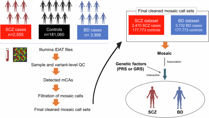 Associations between mosaic loss and schizophrenia or bipolar disorder of young age - Molecular Psychiatry