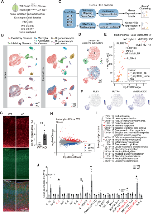 SETDB1 Regulates Neuroinflammation via Neuronal P2rx7 Expression