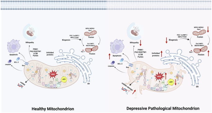 acetyl l carnitine for major depression Mitochondrial-inflammation crosstalk in depressive disorder: molecular mechanisms and therapeutic implications DeToxx™ | Natural Liver Select Print Color:Midnight Blue full body whitening capsules
