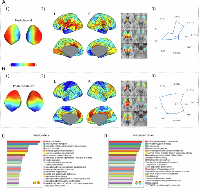 Mapping the dual functional organization of the substantia nigra