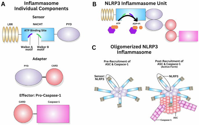 The NLRP3 inflammasome: pathophysiology and therapeutic implications for schizophrenia and neuropsychiatric disorders