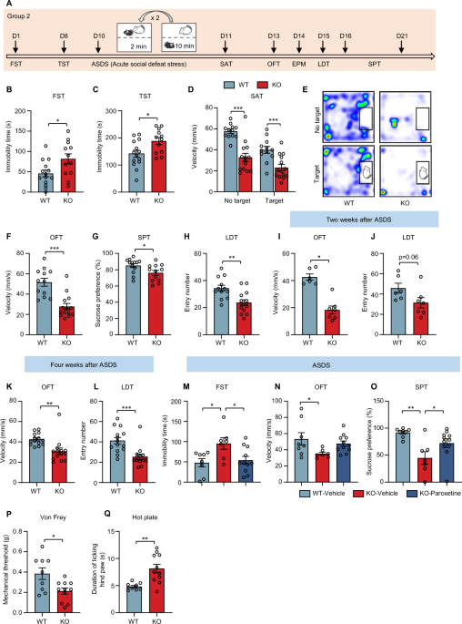 YTHDF1 modulates CAP1-mediated actin turnover to regulate synaptic function and anxiodepressive-like behaviors