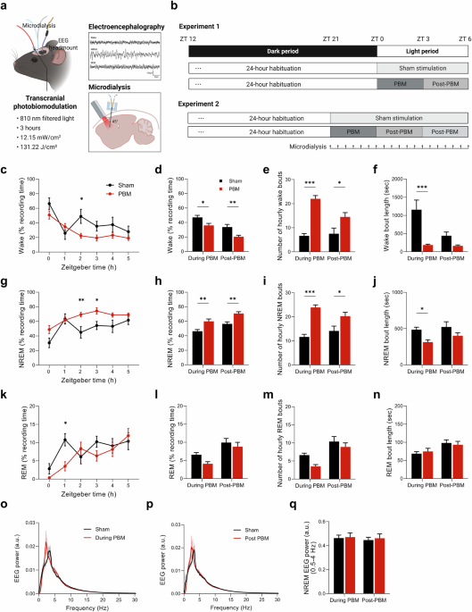 Transcranial photobiomodulation to enhance sleep by elevating adenosine signaling: a translational study