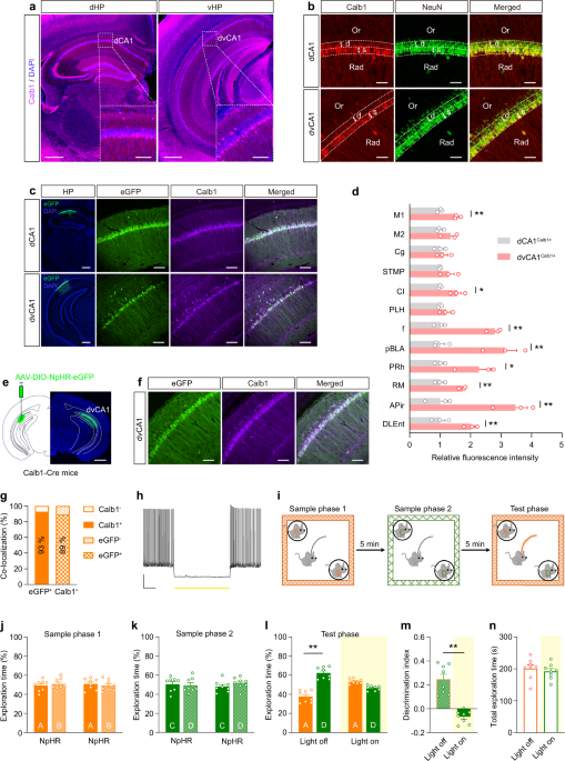 Targeting C/EBPβ/ Calbindin 1 pathway bolsters the neural resilience to tau pathology and improves tau-impaired episodic memory