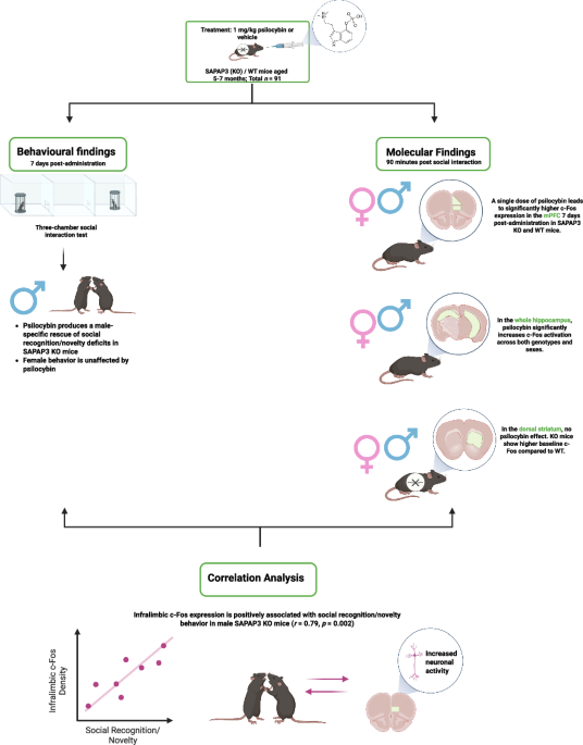 Psilocybin restores social novelty investigation in male SAPAP3 knockout mice and engages prefrontal–hippocampal circuitry