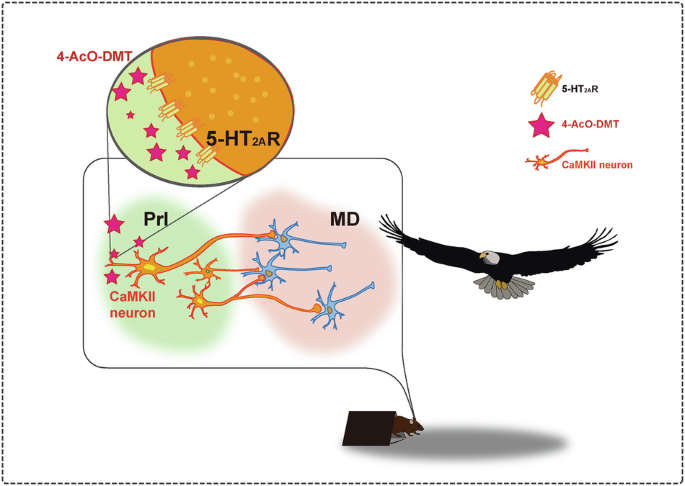 Psychedelic 4-AcO-DMT attenuated looming-induced freezing behaviors by activating PrL CaMKIIα neurons in mice