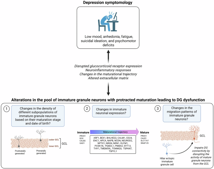 Reconciling the neurogenic hypothesis of depression with recent advances in adult hippocampal neurogenesis research in humans