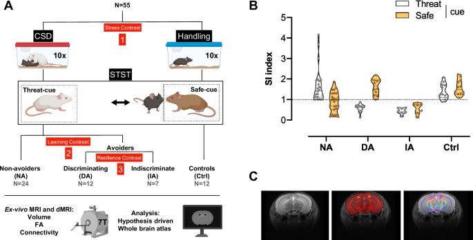 Network adaptability governs resilience and susceptibility to social defeat