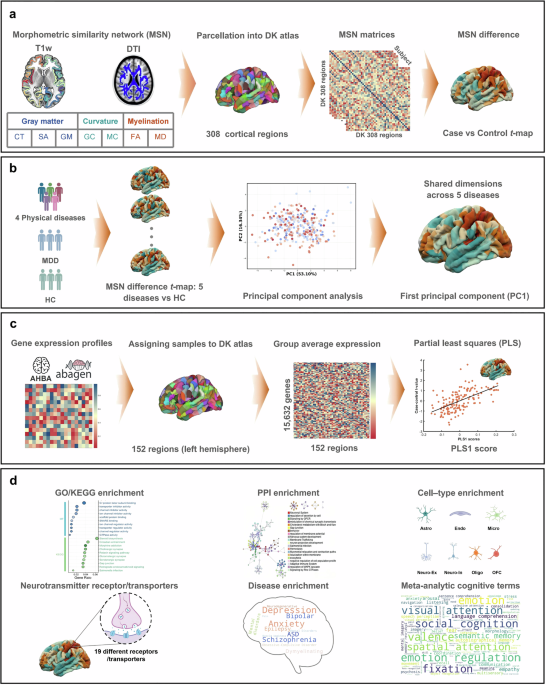 Shared cortical morphometry and molecular signatures across depression and physical diseases