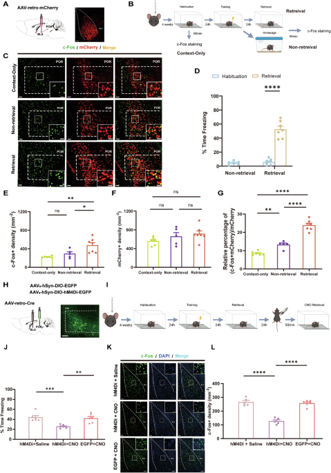 Two distinct projection pathways converge onto the same BLA neurons to contribute to fear memory retrieval