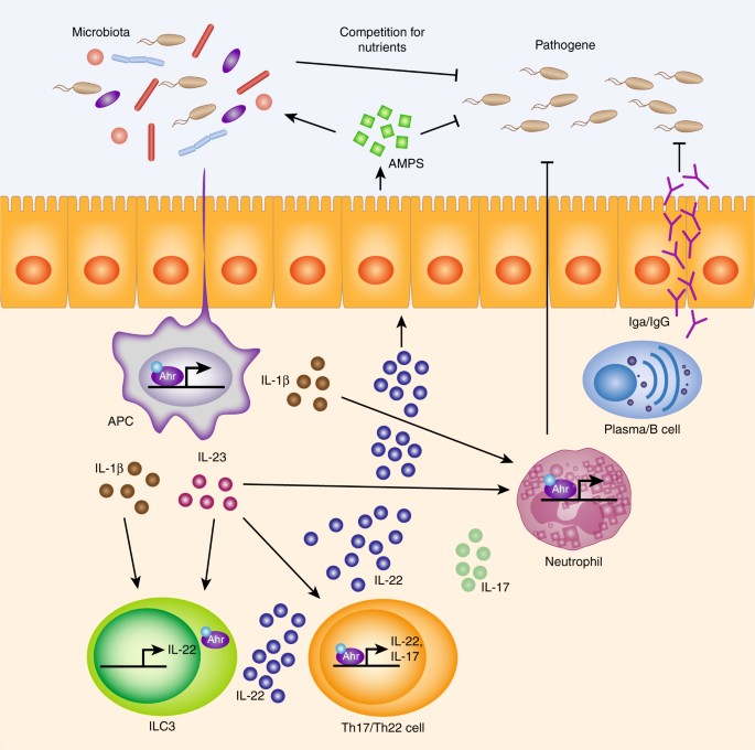 Aryl hydrocarbon receptor and intestinal immunity | Mucosal Immunology