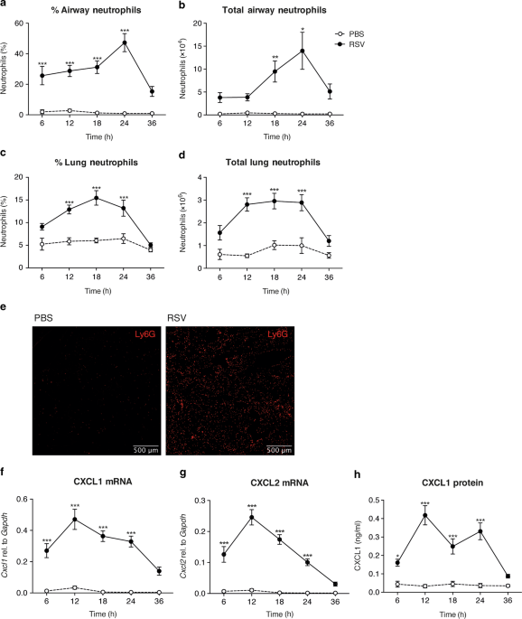 Neutrophil recruitment and activation are differentially dependent on myd88/trif and mavs signaling during rsv infection