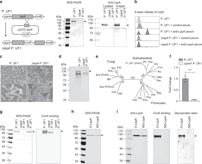 Regulating colonic dendritic cells by commensal glycosylated large surface layer protein a to sustain gut homeostasis against pathogenic inflammation
