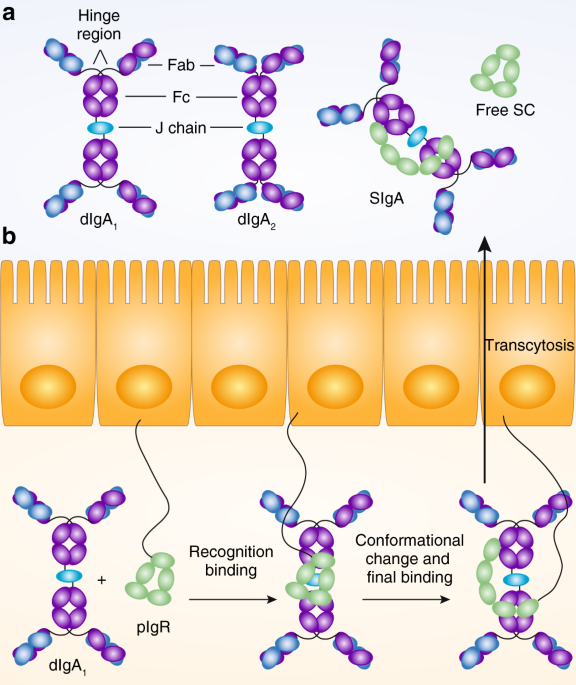 Iga and the intestinal microbiota: the importance of being specific