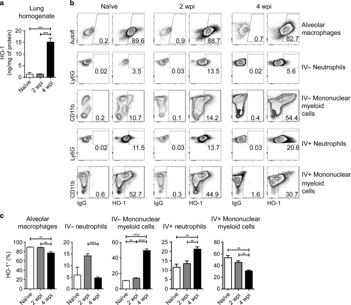 Heme oxygenase-1 inhibition promotes IFN - and NOS2-mediated 