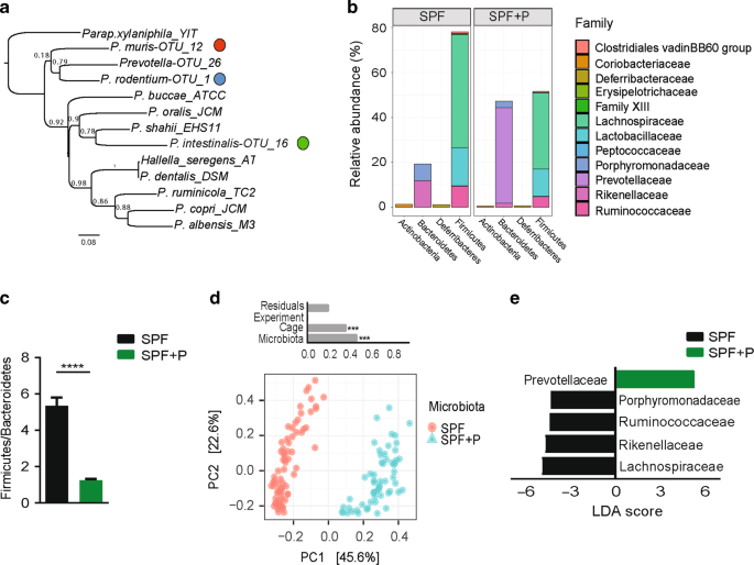 Perturbation of the gut microbiome by prevotella spp. Enhances host susceptibility to mucosal inflammation