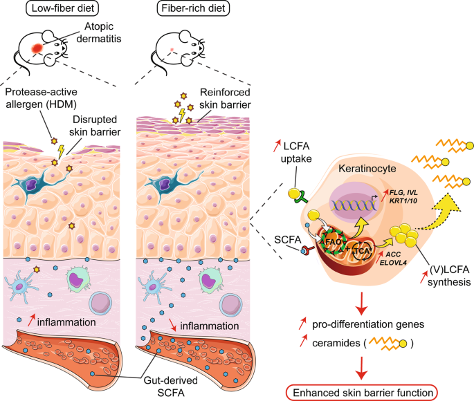 Gut-derived short-chain fatty acids modulate skin barrier integrity by  promoting keratinocyte metabolism and differentiation