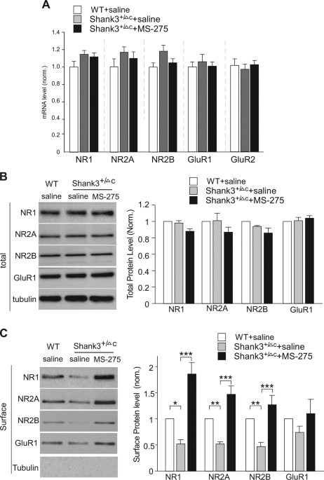 Treatment Restores Sociability In >> Histone Deacetylase Inhibitor Ms 275 Restores Social And Synaptic Treatment Restores Sociability In >> Histone Deacetylase Inhibitor Ms 275 Restores Social And Synaptic