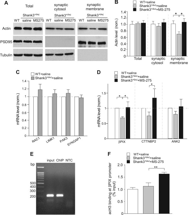 Treatment Restores Sociability In >> Histone Deacetylase Inhibitor Ms 275 Restores Social And Synaptic Treatment Restores Sociability In >> Histone Deacetylase Inhibitor Ms 275 Restores Social And Synaptic