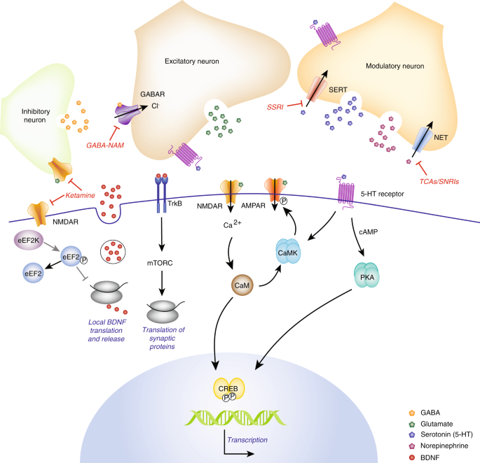 Sex Differences In Antidepressant Efficacy Neuropsychopharmacology