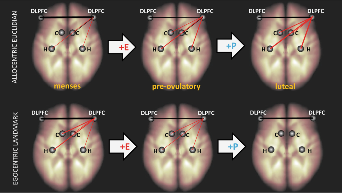 The cycling brain: menstrual cycle related fluctuations in hippocampal and  fronto-striatal activation and connectivity during cognitive tasks
